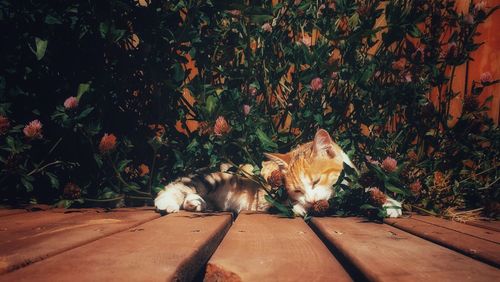 Cat relaxing on wood amidst plants