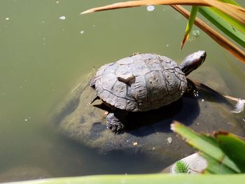 High angle view of a turtle in water