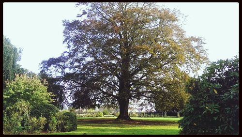 Trees on grassy field