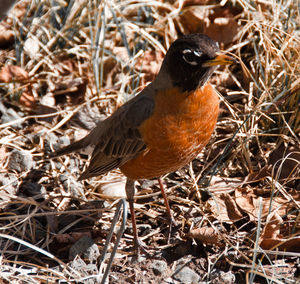 Close-up of bird