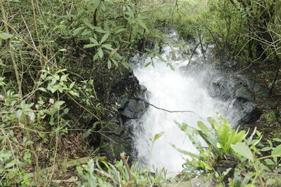 Scenic view of waterfall in forest