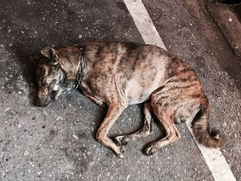 High angle view of dog sleeping