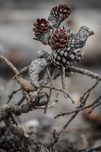 Close-up of pinecone sculpture