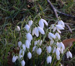 Close-up of white crocus flowers