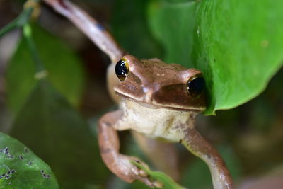 Close-up of frog on leaf