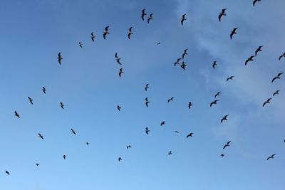 Low angle view of birds flying in sky