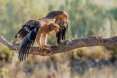 Close-up of golden eagle perching on branch