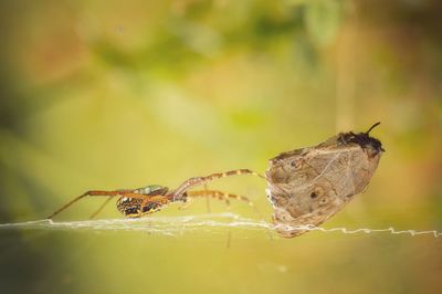 Close-up of butterfly