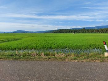 Scenic view of agricultural field against sky