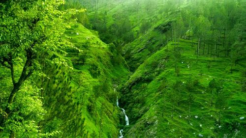 Full frame shot of fresh green plants in forest