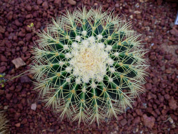 High angle view of succulent plant on field