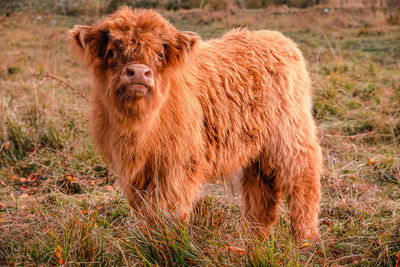 Highland cattle cub at pasture in mountain hairy coo sustainable breeding for slaughter 