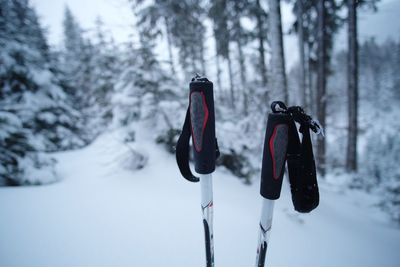 Close-up of plant on snow covered land