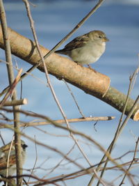 Close-up of bird perching on tree