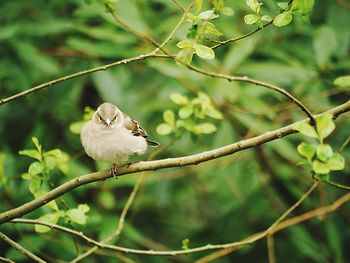 Bird perching on branch