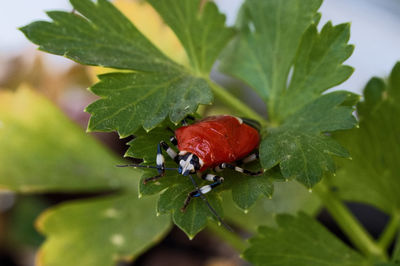 Close-up of ladybug on leaf