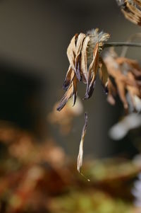 Close-up of dry plant