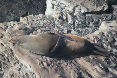 High angle view of sea lion