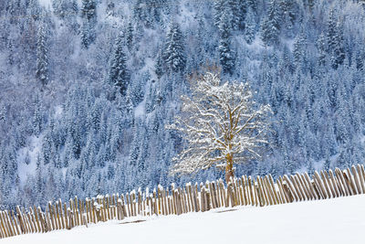Aerial view of snow covered landscape