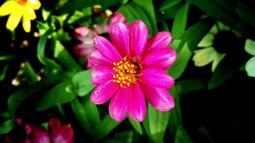 Close-up of pink flower