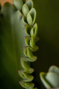 Close-up of succulent plant