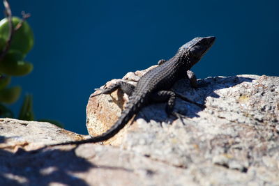 Graceful crag lizard, cape of good hope, table mountain national park