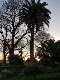 Bare trees on landscape against sky at sunset