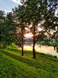 Trees on field against sky