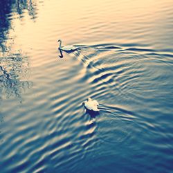 Bird flying over lake