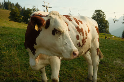 mammal