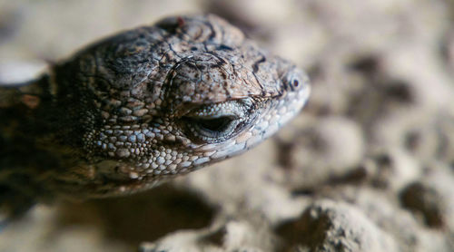 Close-up of lizard