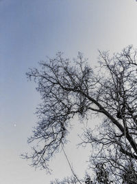 Low angle view of bare tree against clear sky