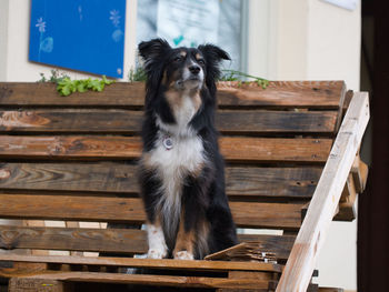 Portrait of a dog on wooden bench