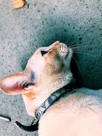 High angle view of a dog