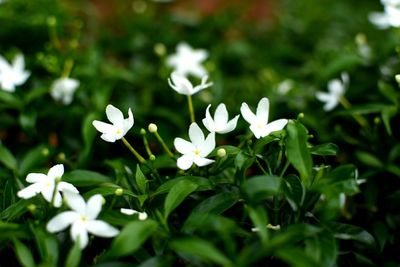 Close-up of white flowers blooming outdoors