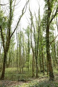 Scenic view of forest