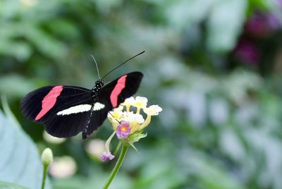 Close-up of butterfly on flower