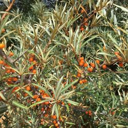 Close-up of orange on plant