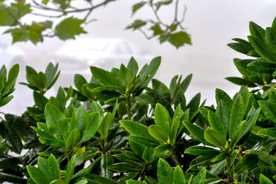Close-up of fresh green leaves on plant against sky