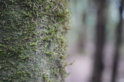 Close-up of moss growing on tree trunk