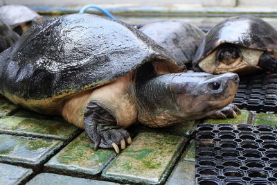 Close-up of a turtle