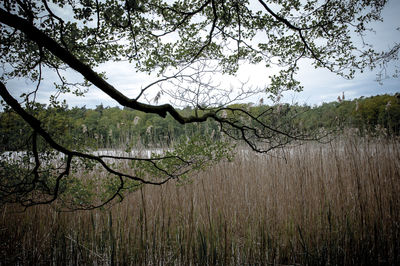 Scenic view of forest against sky