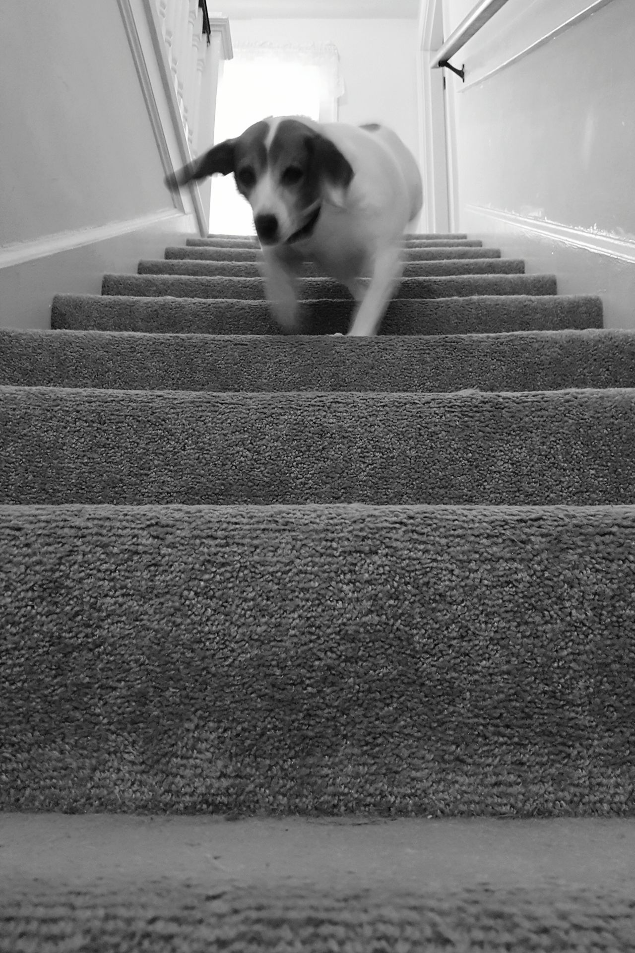 Dog going down stairs