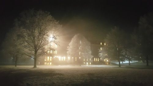 Illuminated trees at night