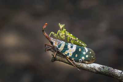 Close-up of insects on plant