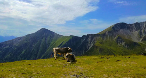 Cow grazing on field against mountains