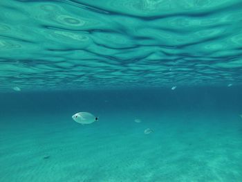 Jellyfish swimming in sea