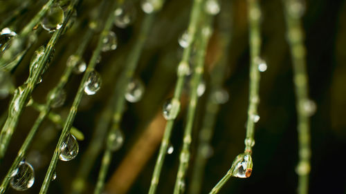 Close-up of water drops on plant