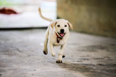 Close-up of dog