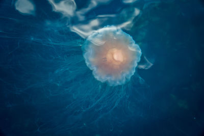 Close-up of jellyfish swimming in sea
